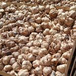 سیرسیاه پاک نیت