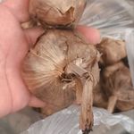 سیرسیاه پاک نیت