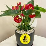گل فروشی اینترنتی آمازون (فردوس)