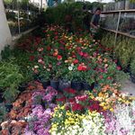 خدمات باغبانی گلکاری محمدی