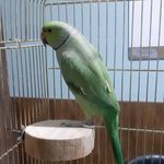 کلینیک اختصاصی حیوانات خانگی نوین