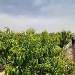 باغ خاتمه