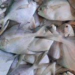 بازار ماهی فروشان اهواز