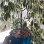 کیک و شیرینی خانگی شرق