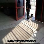 ایمان تاجیک