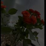 کلینیک دندانپزشکی دكتر منادي