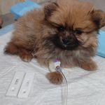 کلینیک دامپزشکی و پت شاپ آسو