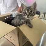 کلینیک دامپزشکی رد کارپت