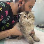 کلینیک دامپزشکی رد کارپت