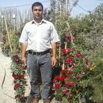 گل و گیاه سید (گلخانه سیدحسین)