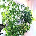 پانسیون مطالعاتی آویژه