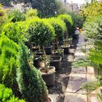 خدمات باغبانی گلکاری محمدی