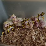 پرورش طوطی سانان جعفری