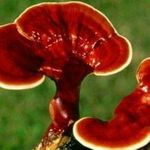 نمایندگی محصولات گانودرما