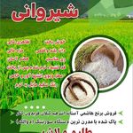 برنج فروشی شیروانی