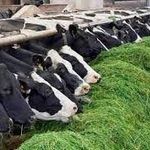 تلقیح مصنوعی دام سنگین و سبک
