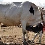 تلقیح مصنوعی دام سنگین و سبک