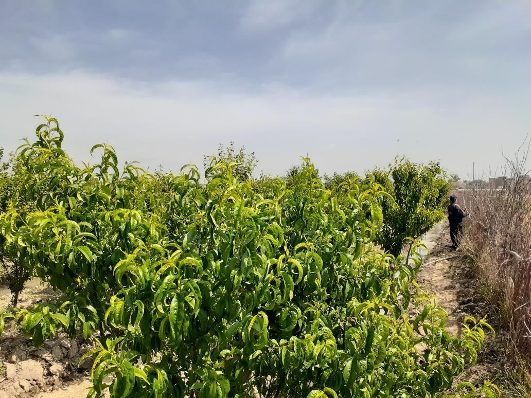 باغ خاتمه
