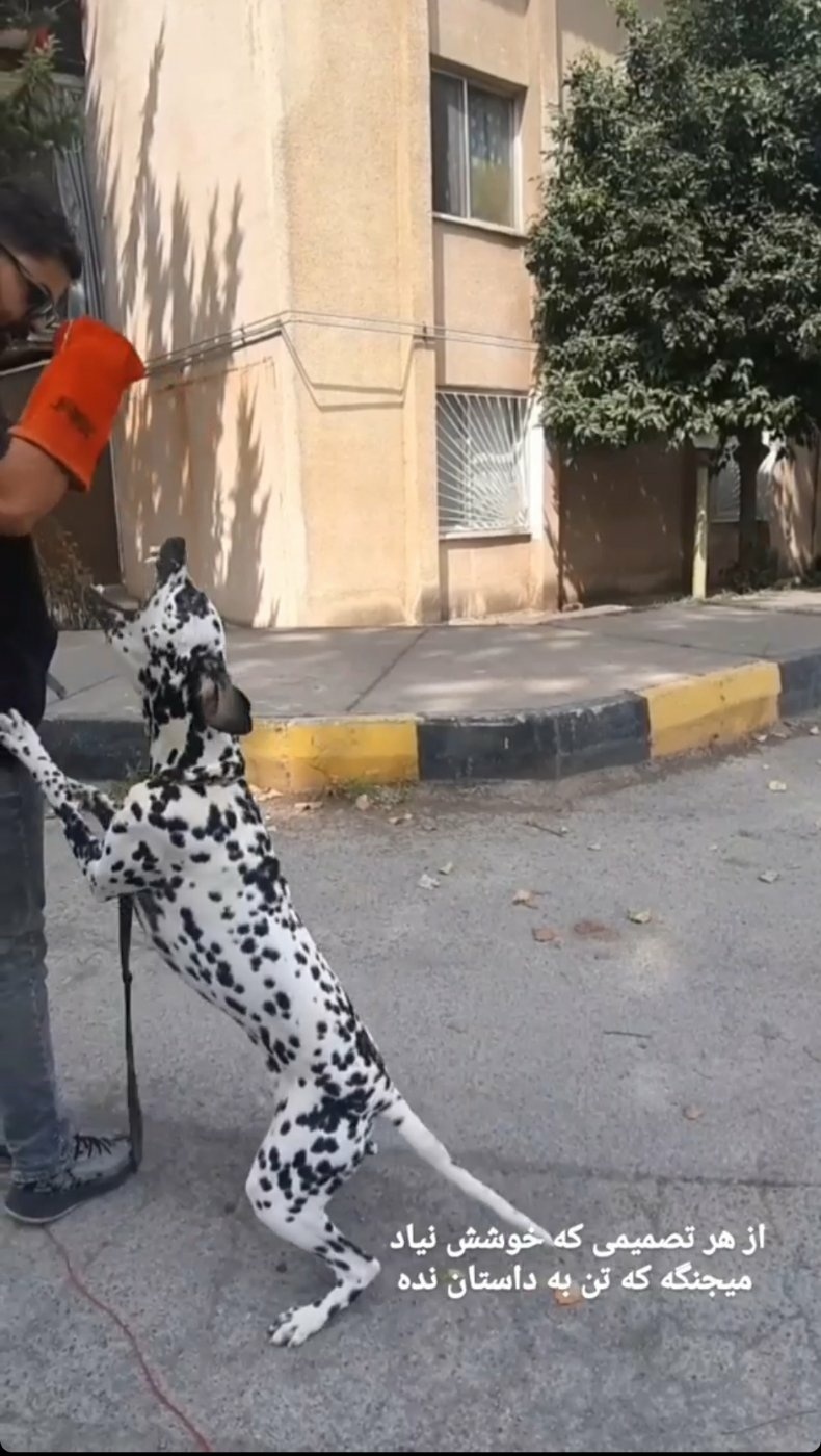 ایمان تاجیک