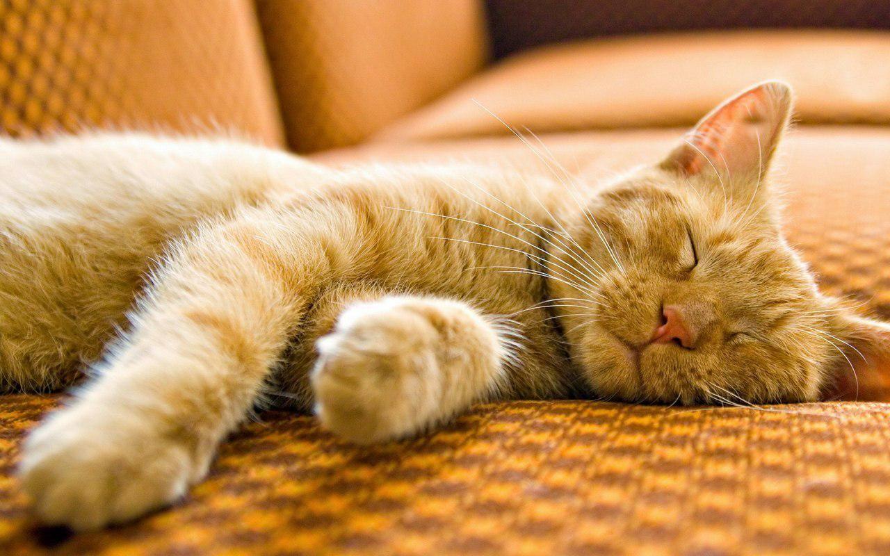 پناهگاه گربه های محقق